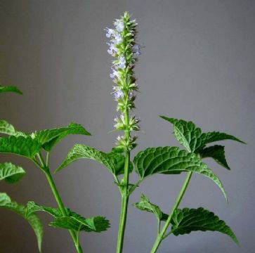  Agastache Rugosa Extract 